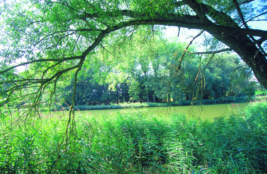  La reserva natural ecológica “Bodenseeufer” 