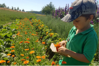 Kräuternachmittag & Feldrundgang für Kinder bei Herbar Floralis
