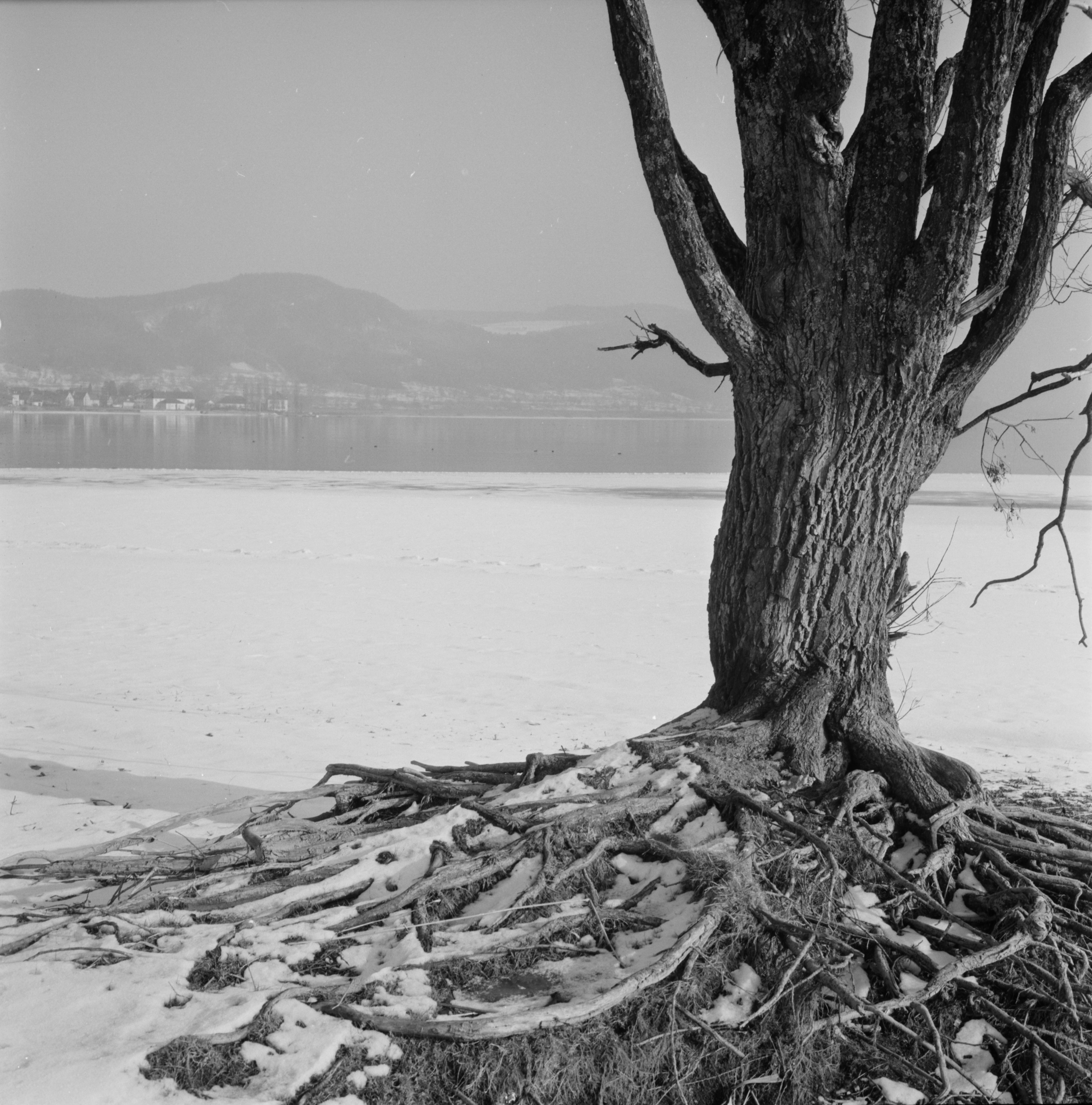  Gustav Hotz, Winter am Bodensee, Stadtarchiv Stockach, Bildarchiv Foto Hotz KBg_1067 