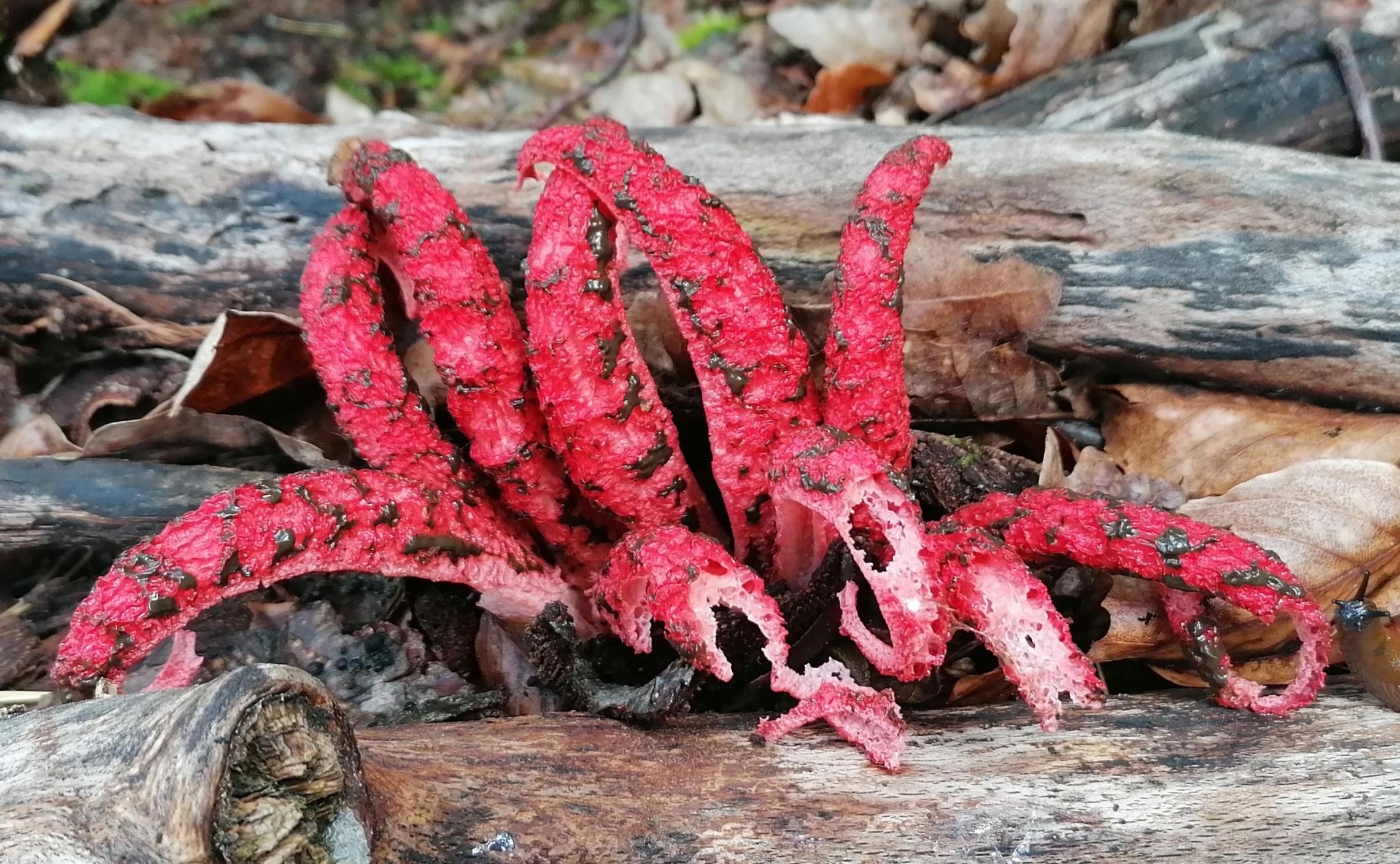 Tintenfischpilz Tintenfischpilz