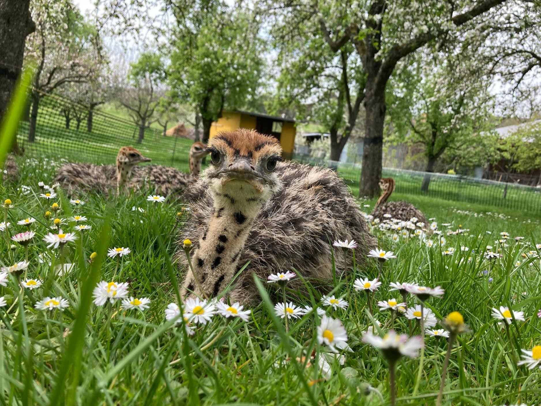 Jungstrauß in der Wiese Jungstrauß in der Wiese