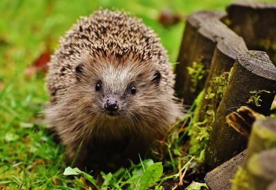 Ein Igel streunt durch einen Garten