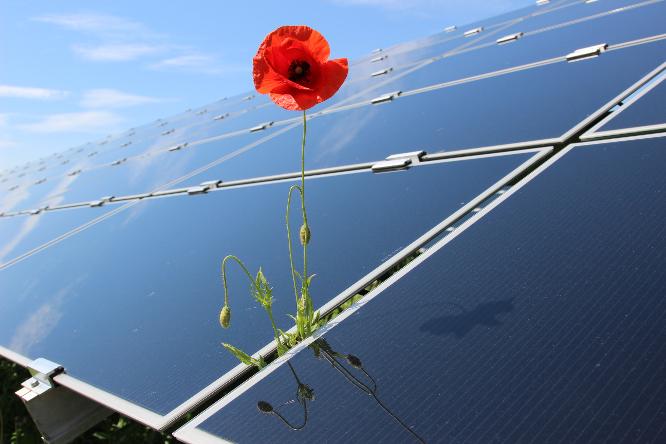 Eine Mohnblume wächst zwischen Solarpanelen