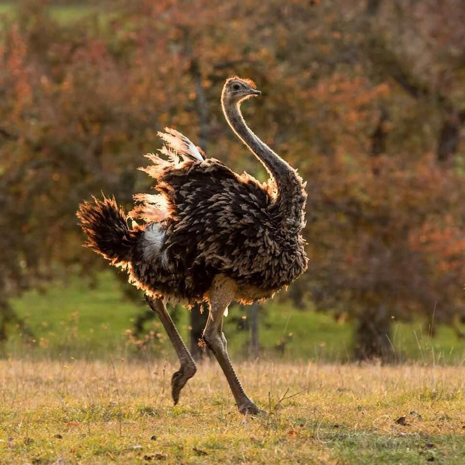 Strauß auf der Wiese
