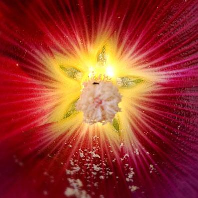 blühende Blüte