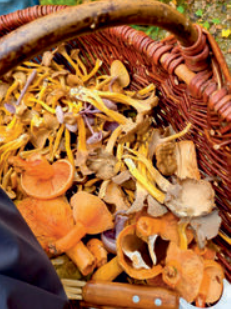 Pilz