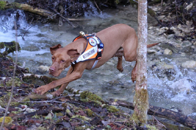 Rettungshund springt über kleinen Bach